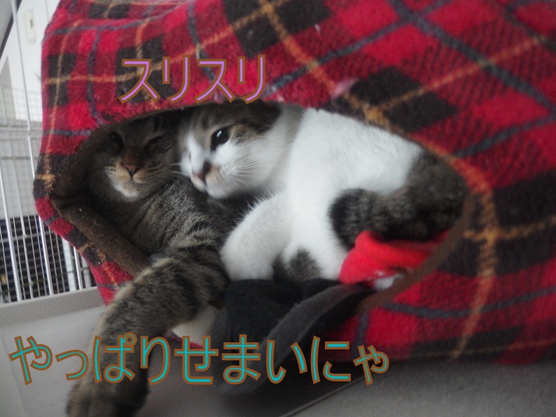 f:id:Tomy103103:20190220101021j:plain