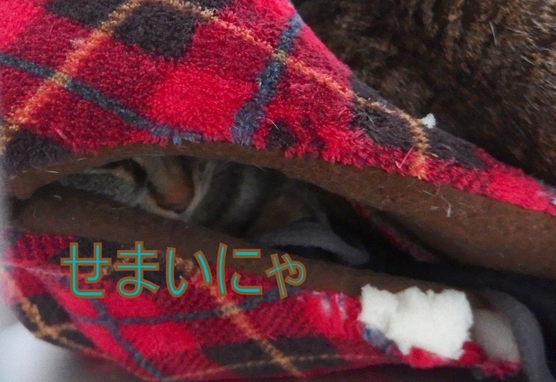 f:id:Tomy103103:20190220101025j:plain