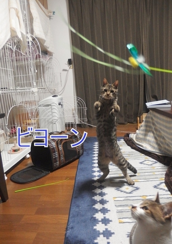 f:id:Tomy103103:20190221083449j:plain