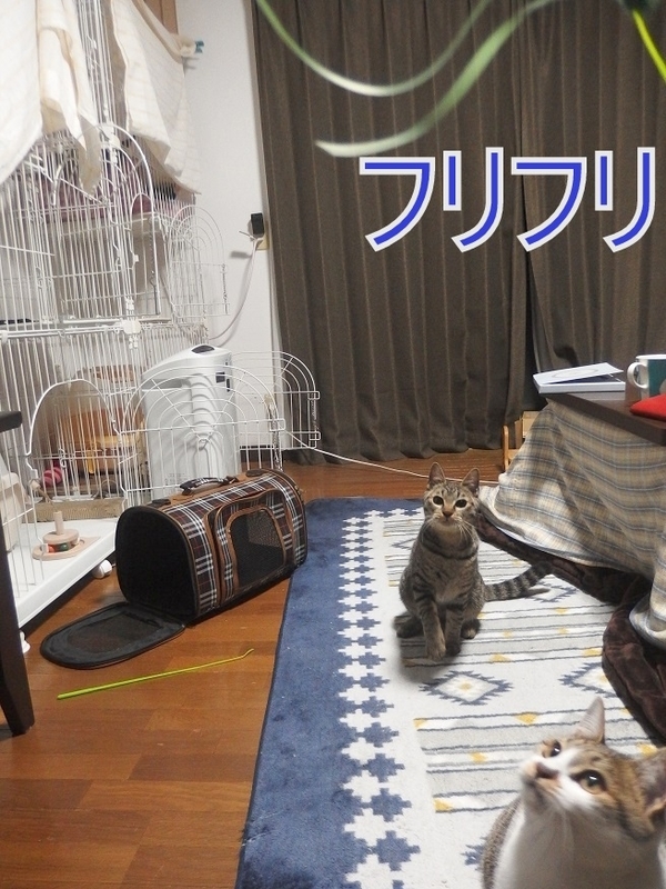 f:id:Tomy103103:20190221083452j:plain