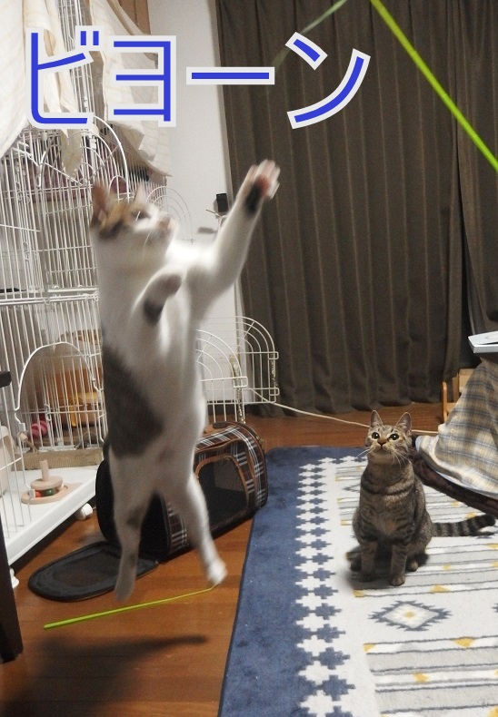 f:id:Tomy103103:20190221083455j:plain