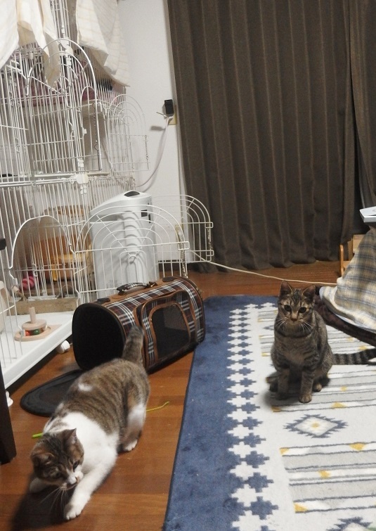 f:id:Tomy103103:20190221083458j:plain