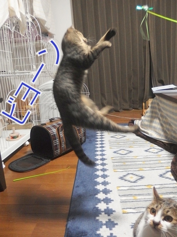 f:id:Tomy103103:20190221083517j:plain