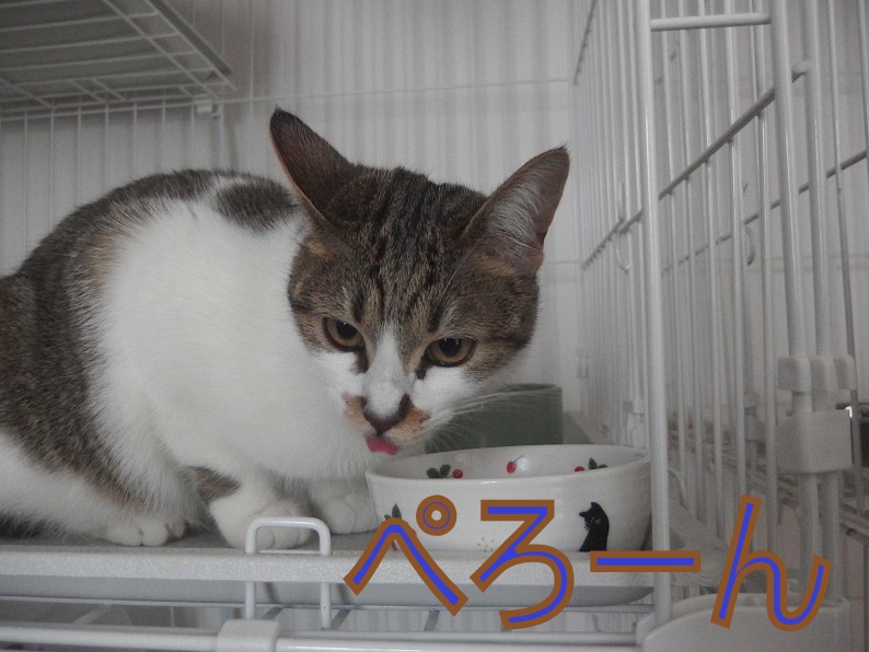 f:id:Tomy103103:20190227092548j:plain