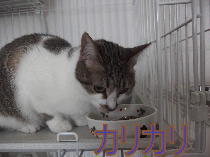 f:id:Tomy103103:20190227092551j:plain