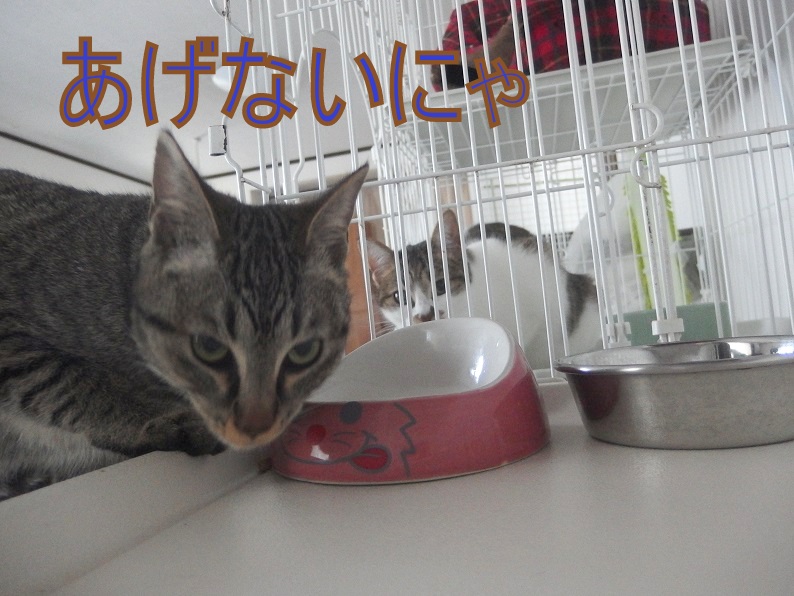 f:id:Tomy103103:20190227092619j:plain