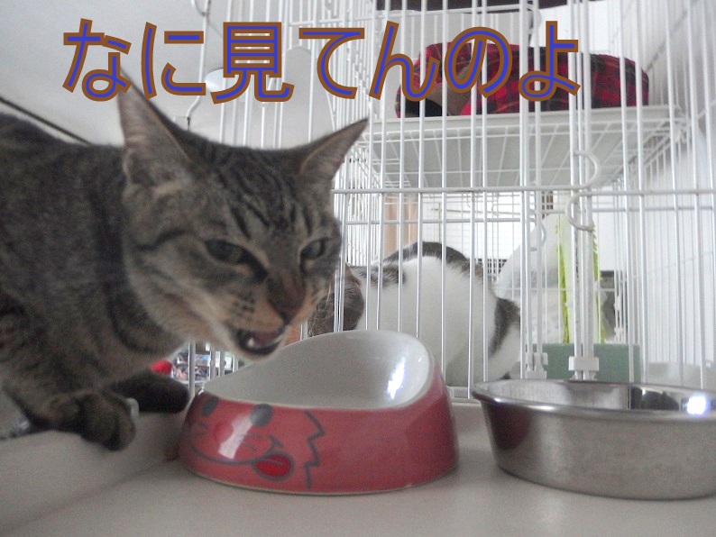 f:id:Tomy103103:20190227092623j:plain