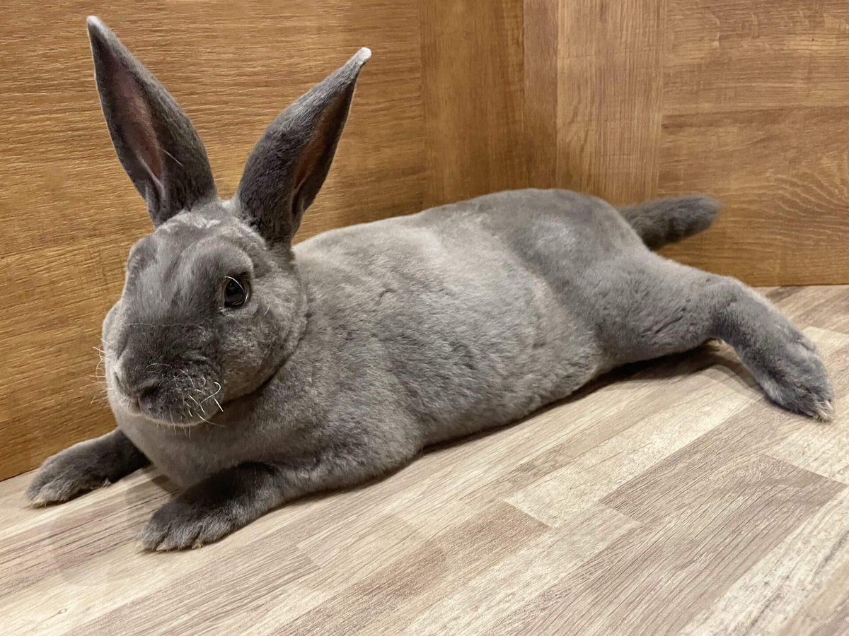 うさぎ研究所によるうささんの生態解説 - TonevoAdventCalendar