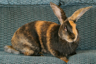 うさぎ研究所によるうささんの生態解説 - TonevoAdventCalendar