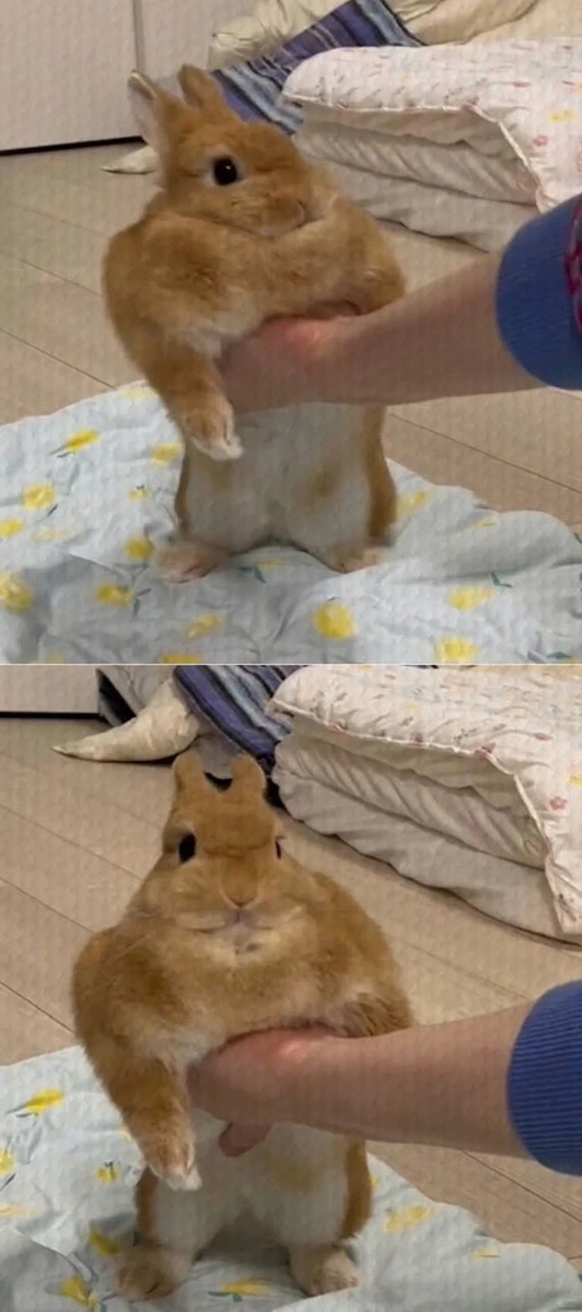 うさぎ研究所によるうささんの生態解説 - TonevoAdventCalendar