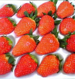 f:id:Too:20061225121549j:image
