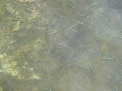 f:id:Too:20110825185851j:image