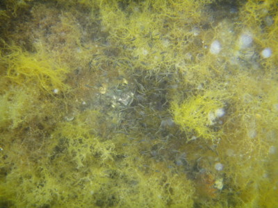f:id:Too:20110825185853j:image