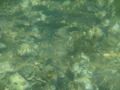 f:id:Too:20110825185854j:image
