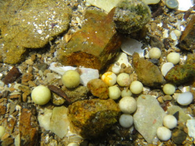 f:id:Too:20110825190144j:image