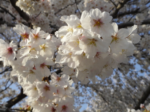 f:id:Too:20130328194609j:image
