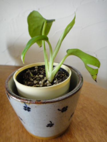 f:id:Too:20130402174341j:image f:id:Too:20130402174341j:image
