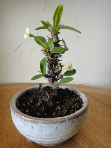 f:id:Too:20130402174344j:image f:id:Too:20130402174344j:image