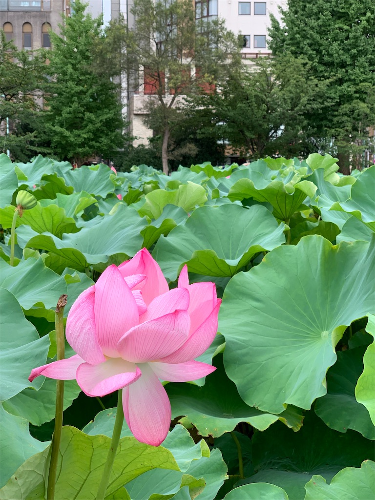 f:id:Torikunn:20190828172625j:image