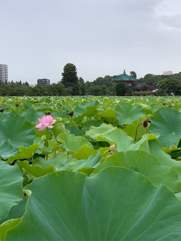 f:id:Torikunn:20190828173139j:image