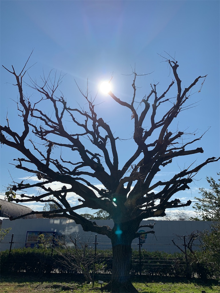 f:id:Torikunn:20200203175538j:image