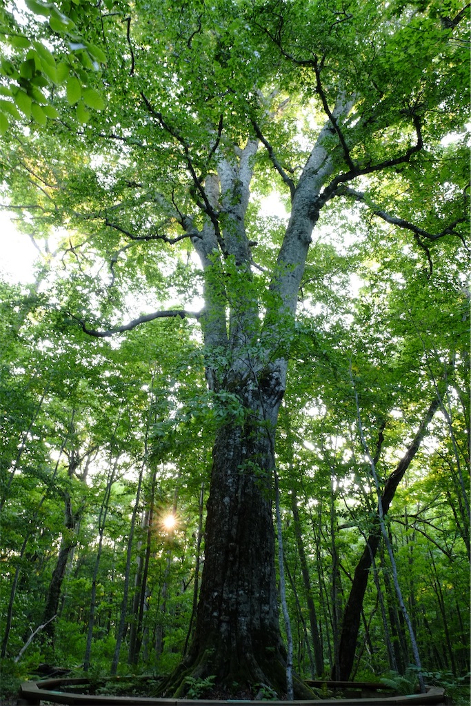 f:id:Torikunn:20200415065441j:image f:id:Torikunn:20200415065441j:image