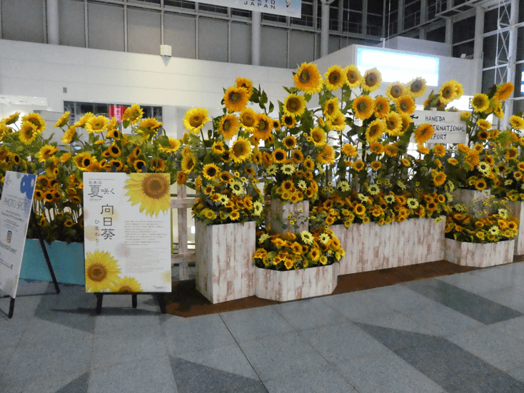 hanedaflower
