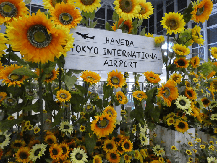 hanedaflower
