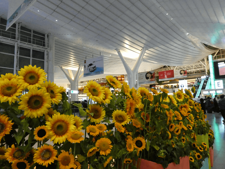 hanedaflower