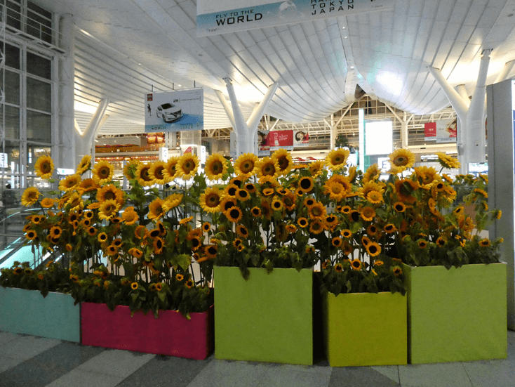hanedaflower