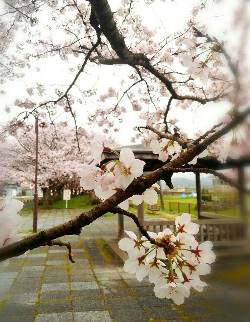 f:id:Torotorotottori:20170411000908j:image f:id:Torotorotottori:20170411000908j:image