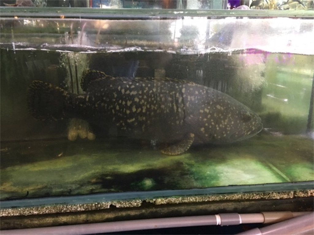 f:id:Toshibo:20180206172937j:image