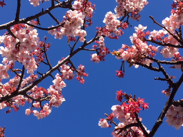 f:id:Toshibo:20180215161541j:plain