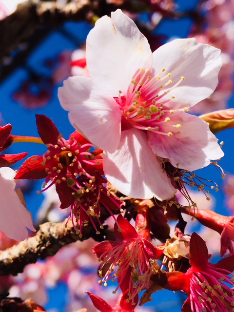 f:id:Toshibo:20180215161555j:plain