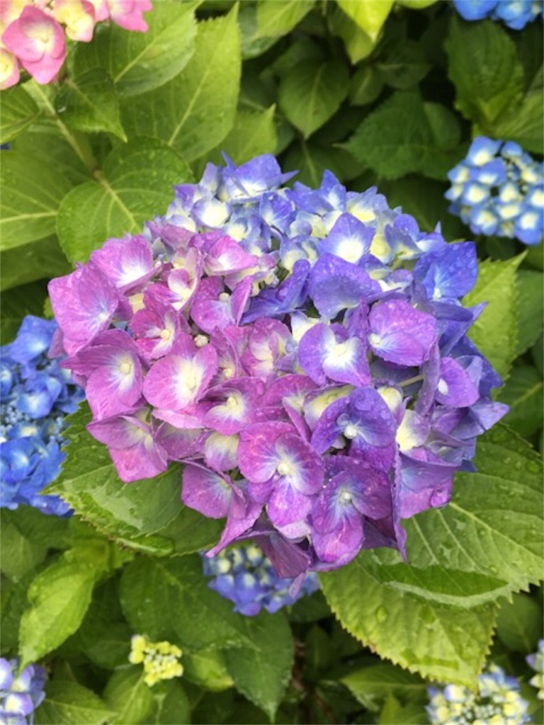 f:id:Toshibo:20180616121132j:image