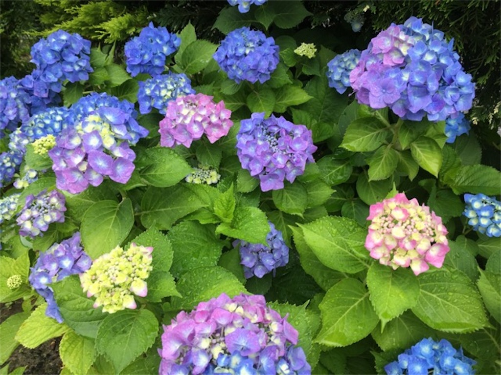 f:id:Toshibo:20180616121148j:image