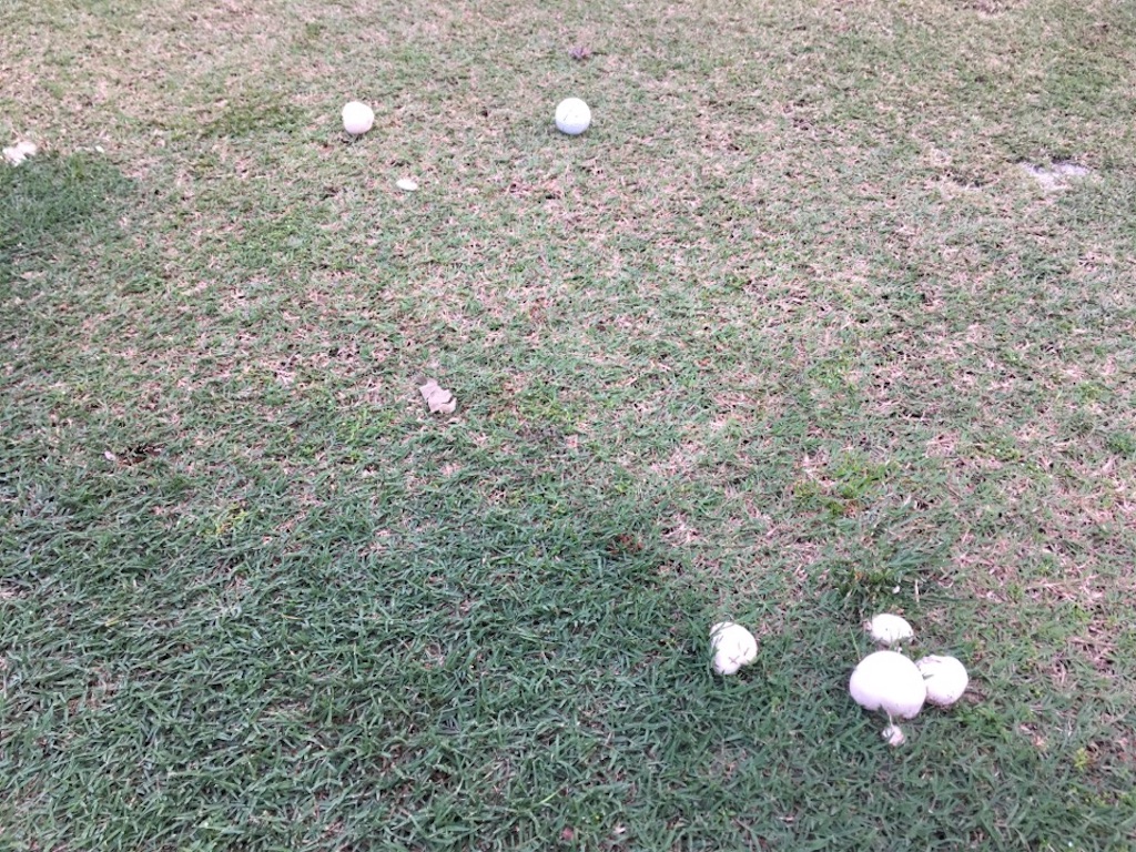 f:id:Toshibo:20180813172628j:image