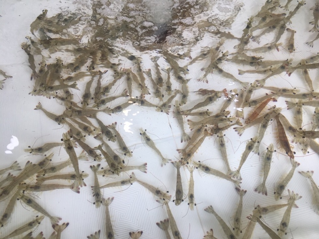 f:id:Toshibo:20180924213602j:image