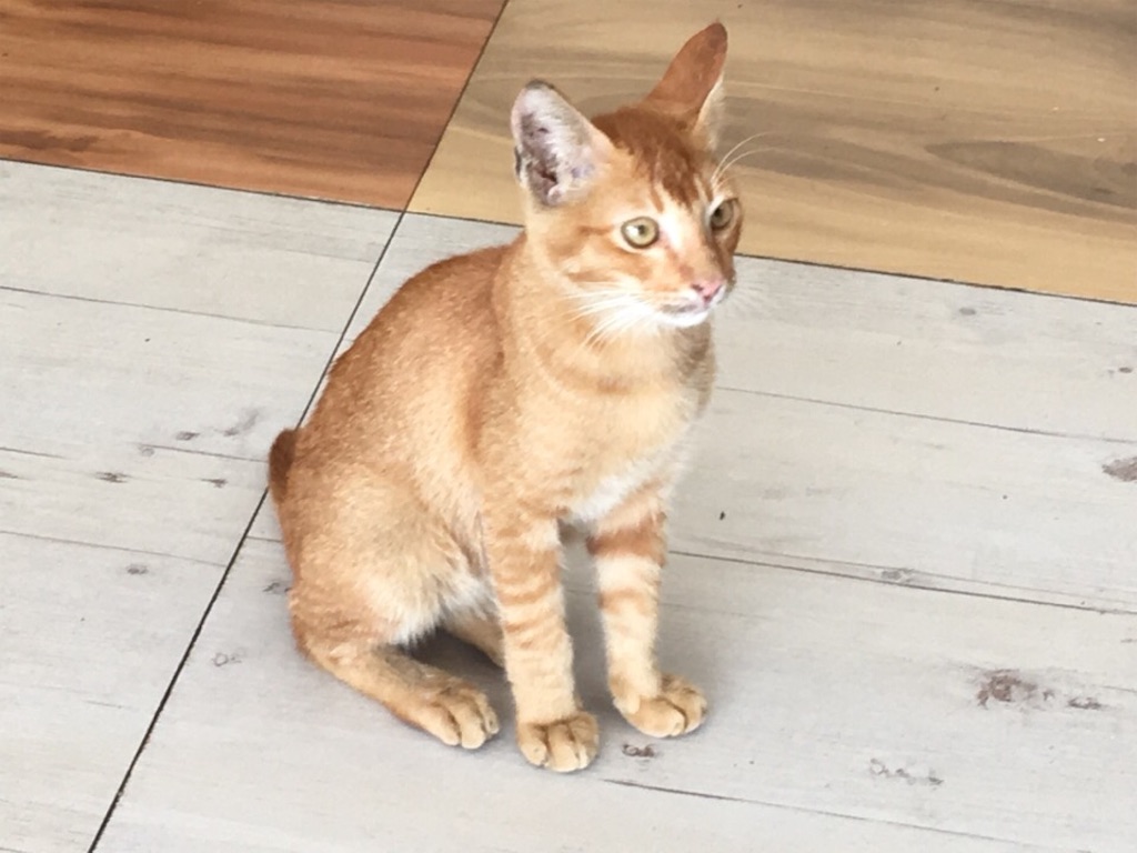 f:id:Toshibo:20180924214117j:image