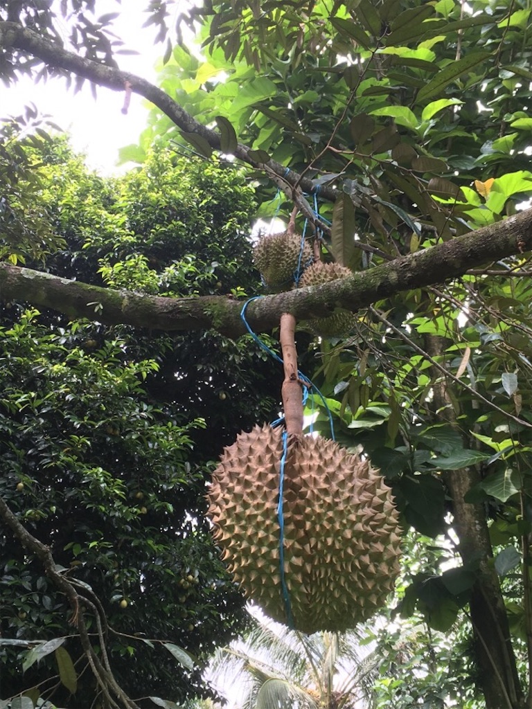 f:id:Toshibo:20181209224829j:image