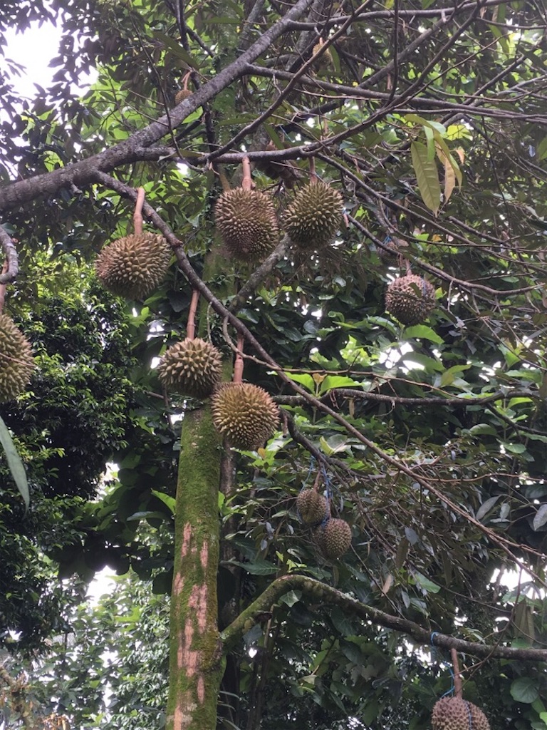 f:id:Toshibo:20181209224833j:image