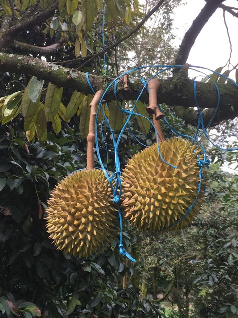 f:id:Toshibo:20181209224837j:image