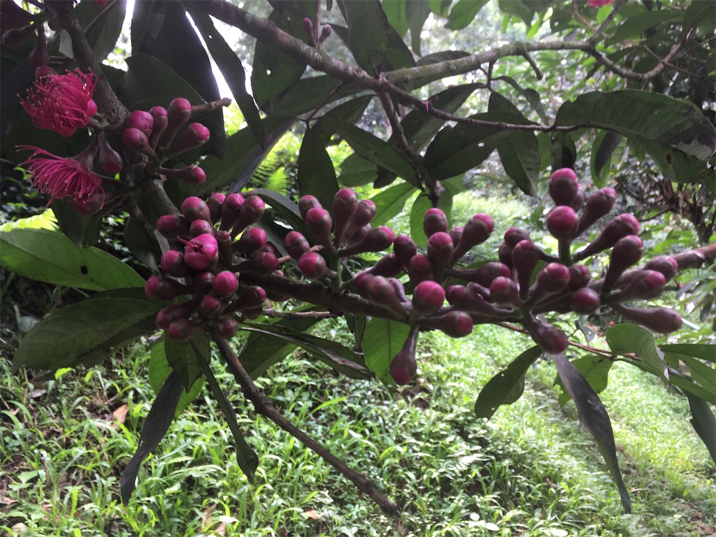 f:id:Toshibo:20181209225523j:image