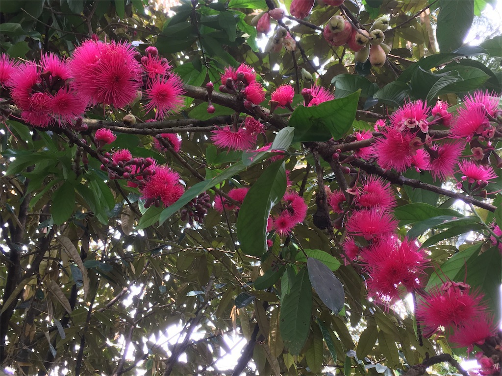 f:id:Toshibo:20181209225527j:image