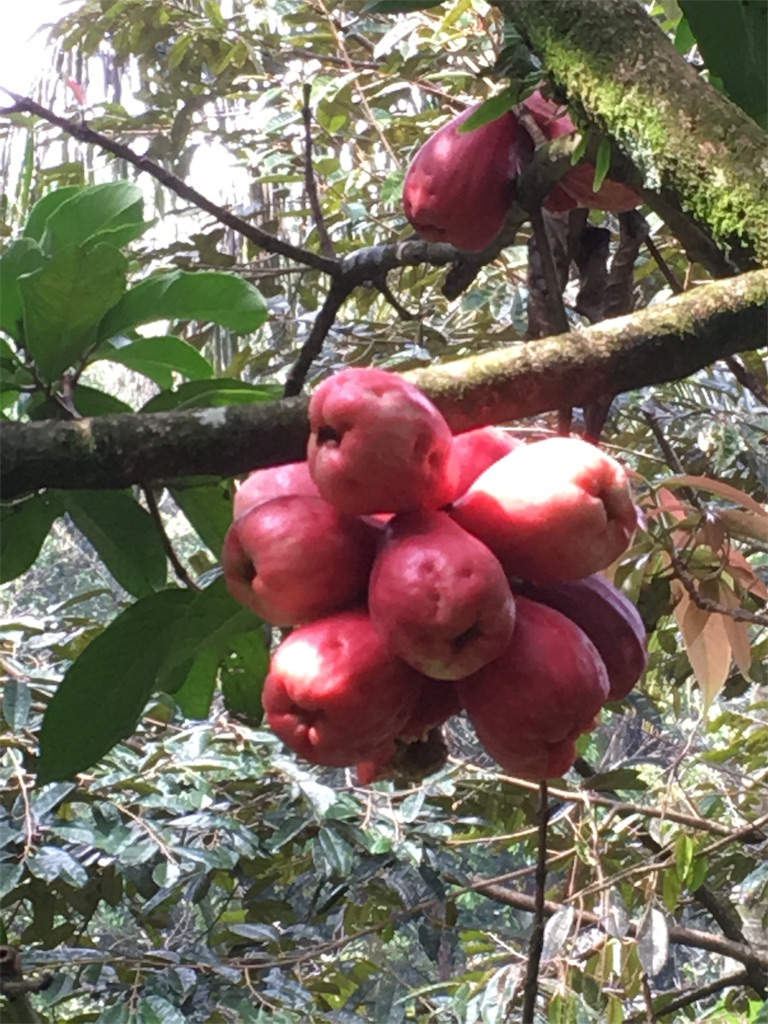 f:id:Toshibo:20181209225531j:image