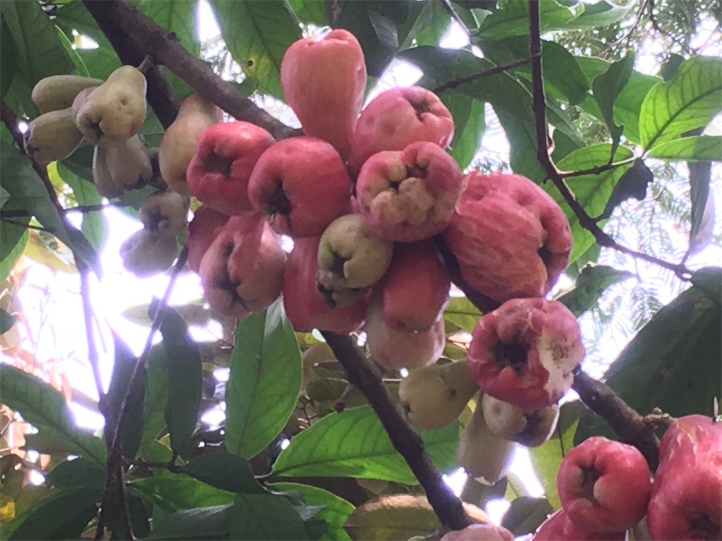 f:id:Toshibo:20181209225534j:image