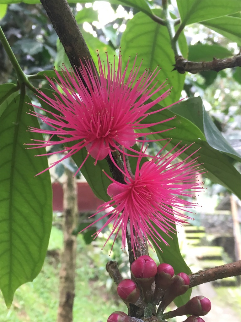 f:id:Toshibo:20181209225543j:image