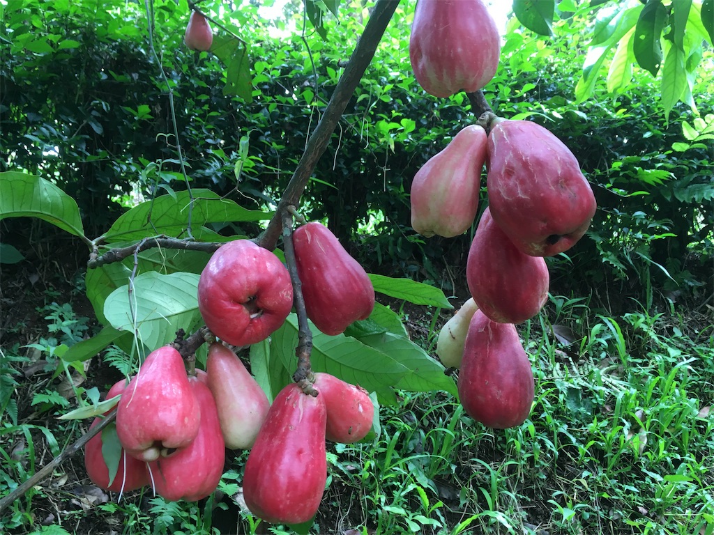 f:id:Toshibo:20181209225548j:image