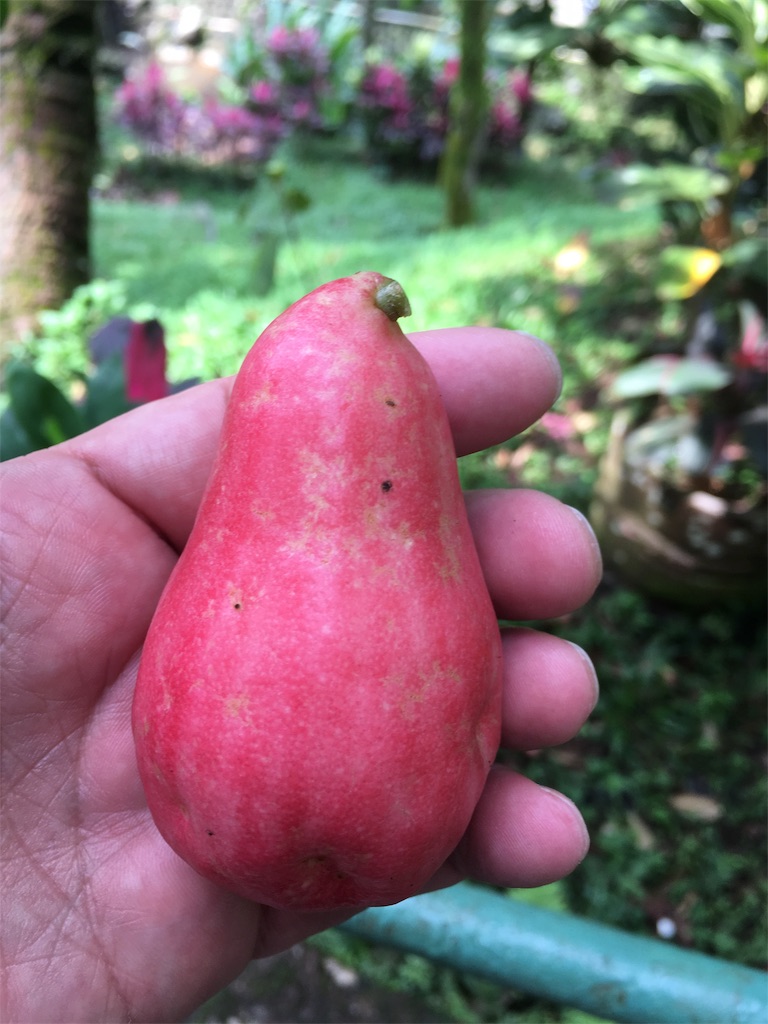 f:id:Toshibo:20181209225553j:image