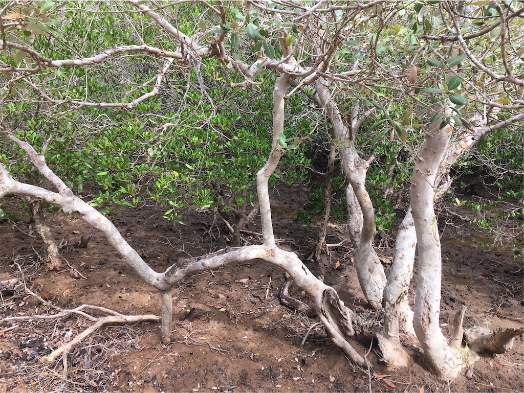 f:id:Toshibo:20181225105607j:image